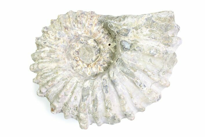 Bumpy Ammonite (Douvilleiceras) Fossil - Madagascar #361151